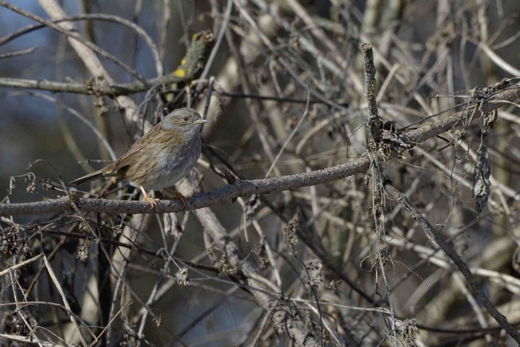 Passera scopaiola (Prunella modularis)