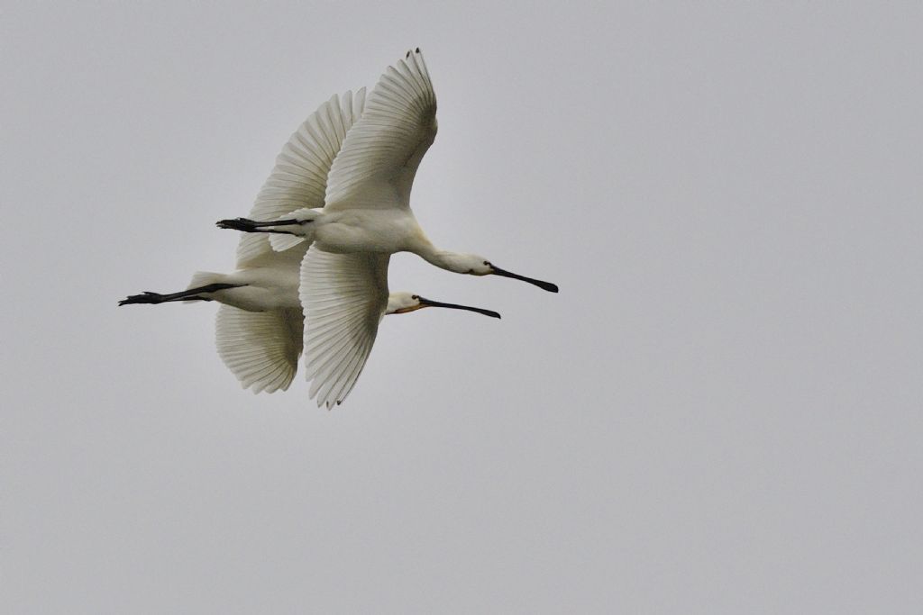 Spatole (Platalea leucorodia) in volo