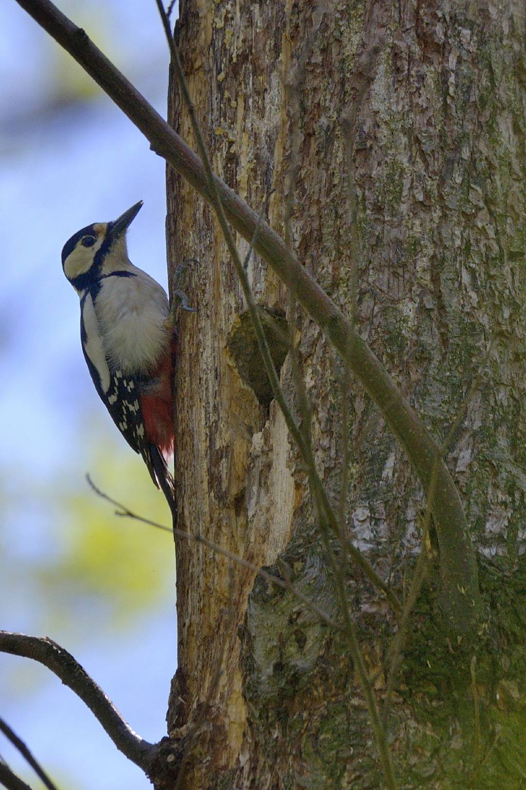 Picchio rosso maggiore  (Dendrocopos major) F.