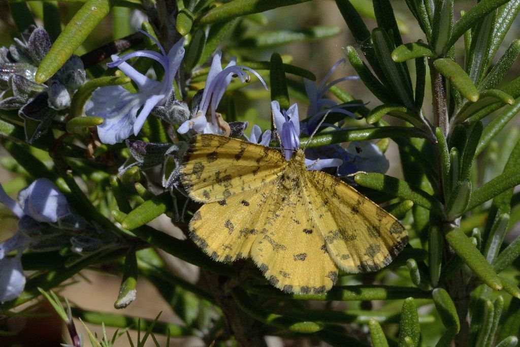 Pseudopanthera macularia (Geometridae)