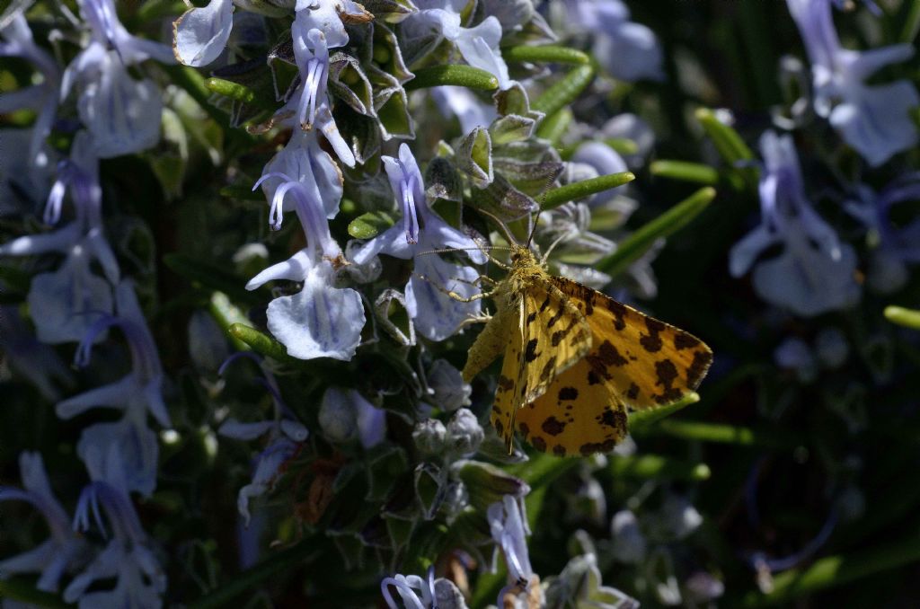 Pseudopanthera macularia (Geometridae)