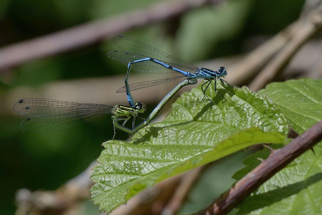 Accoppiamento di Coenagrion puella ?  S !