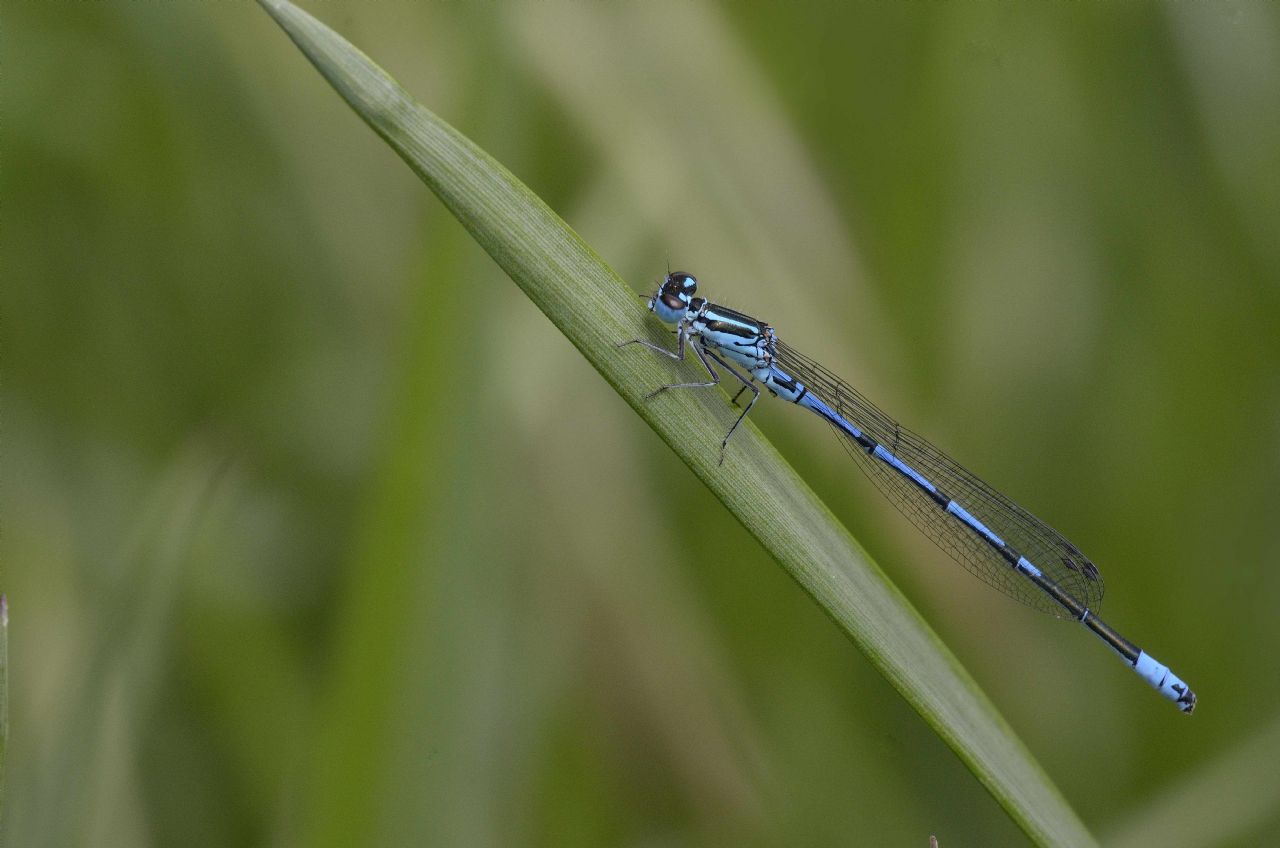 Coenagrion puella M.