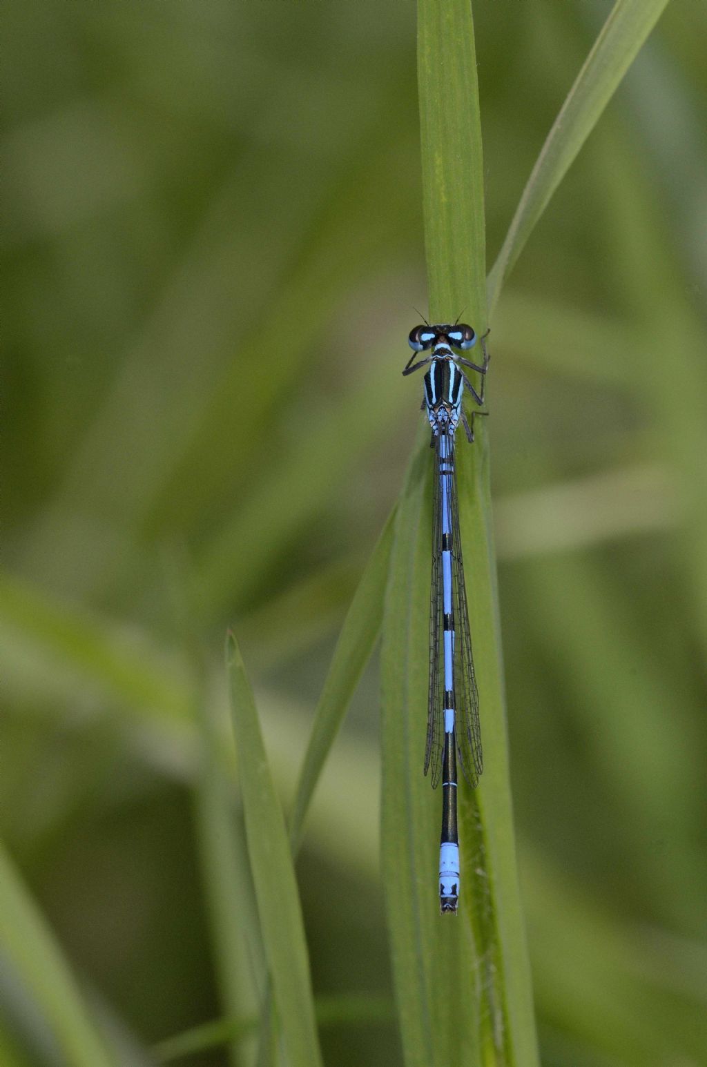 Coenagrion puella M.