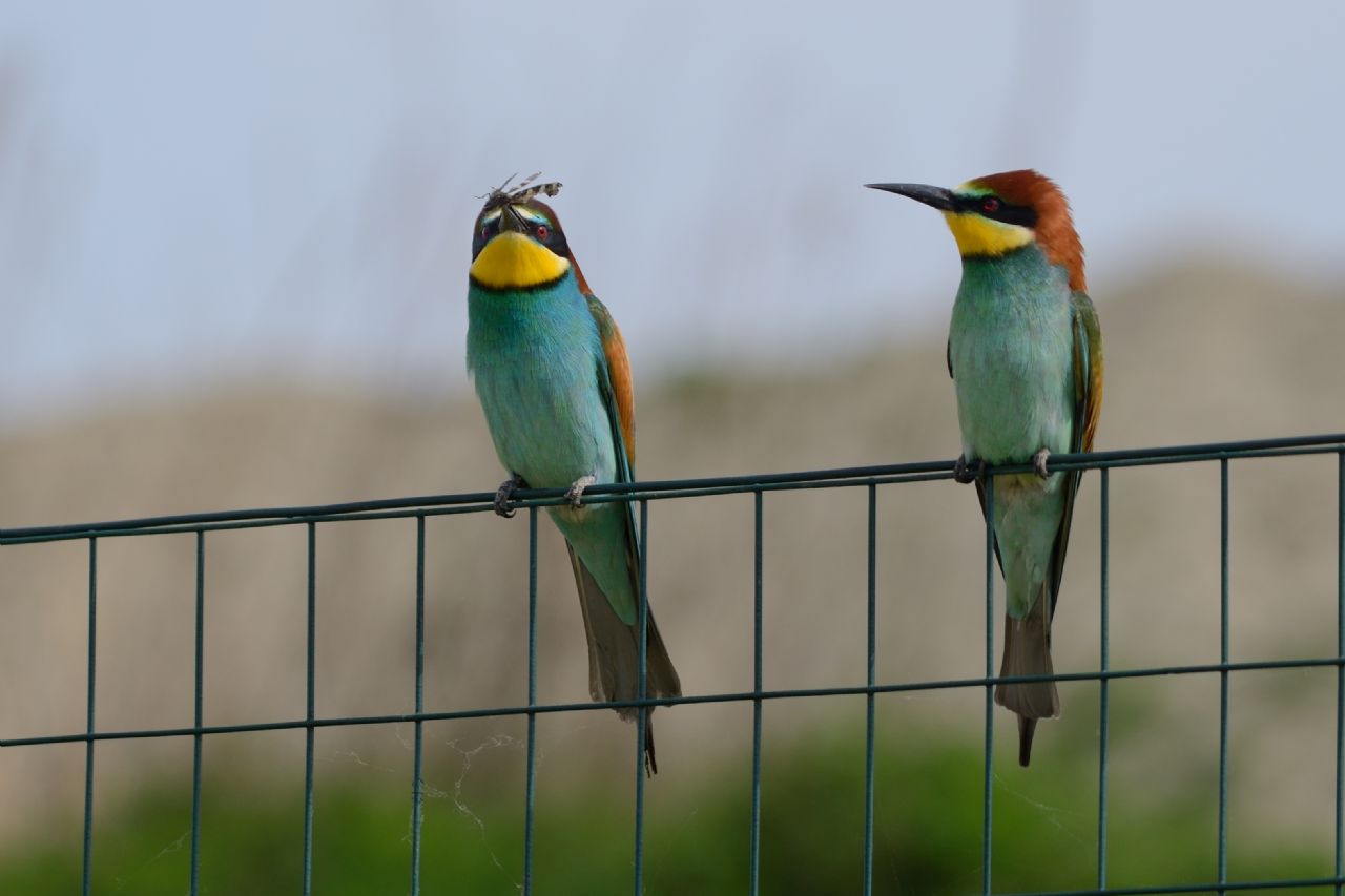 Gruccioni (Merops apiaster) sulla rete