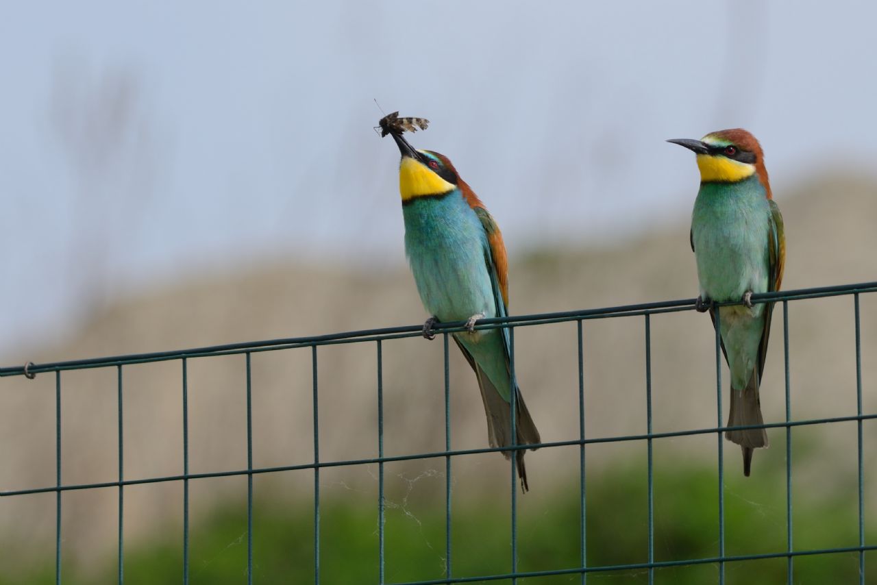 Gruccioni (Merops apiaster) sulla rete