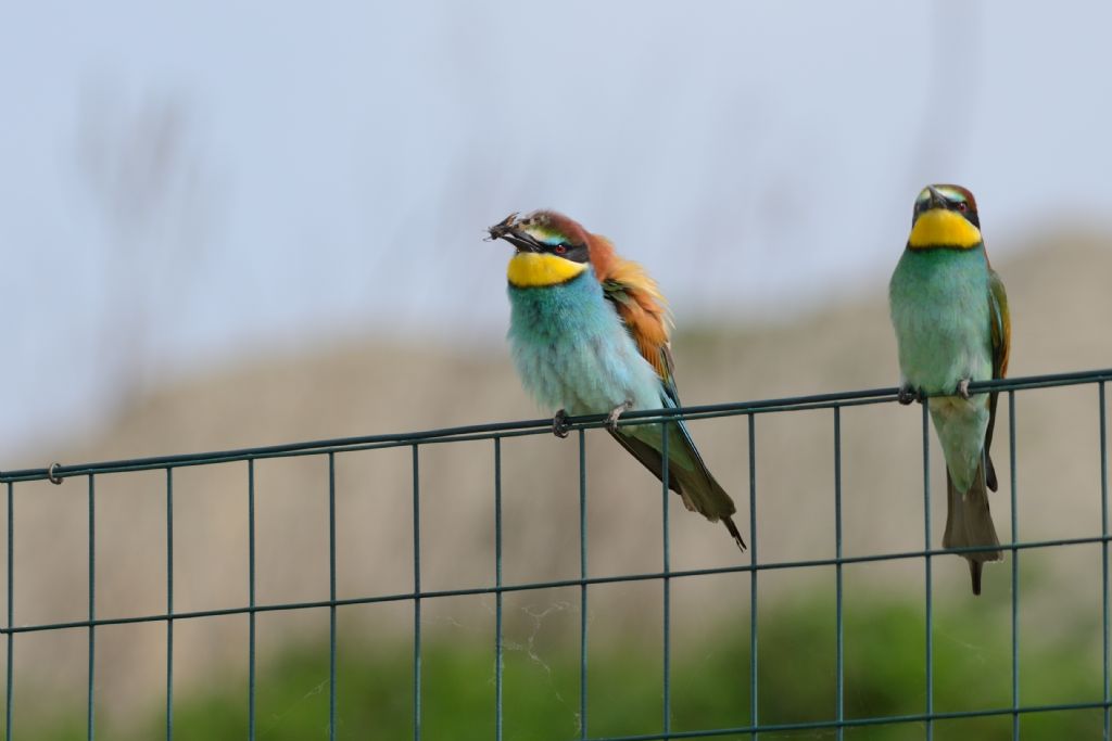 Gruccioni (Merops apiaster) sulla rete