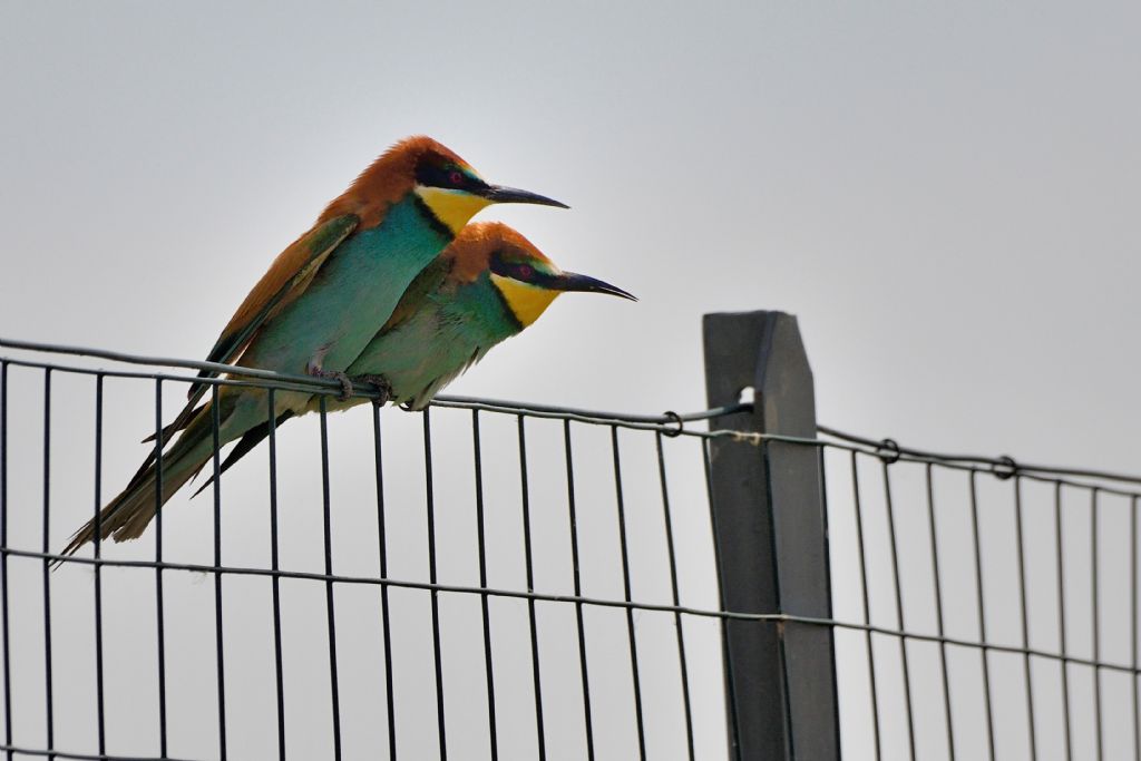 Gruccioni (Merops apiaster) sulla rete