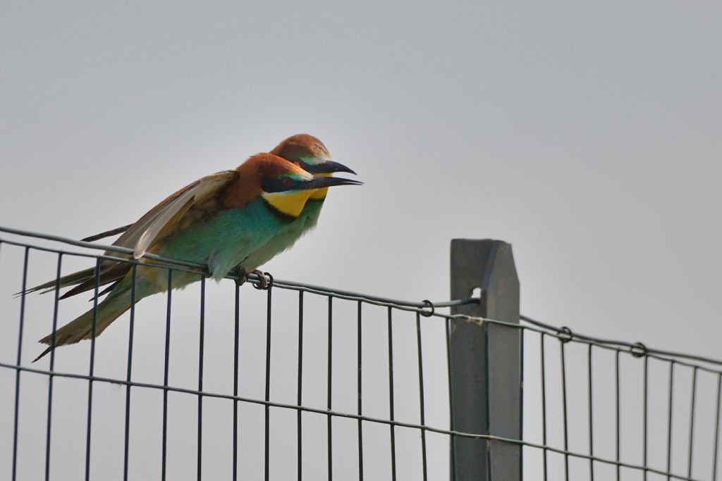 Gruccioni (Merops apiaster) sulla rete