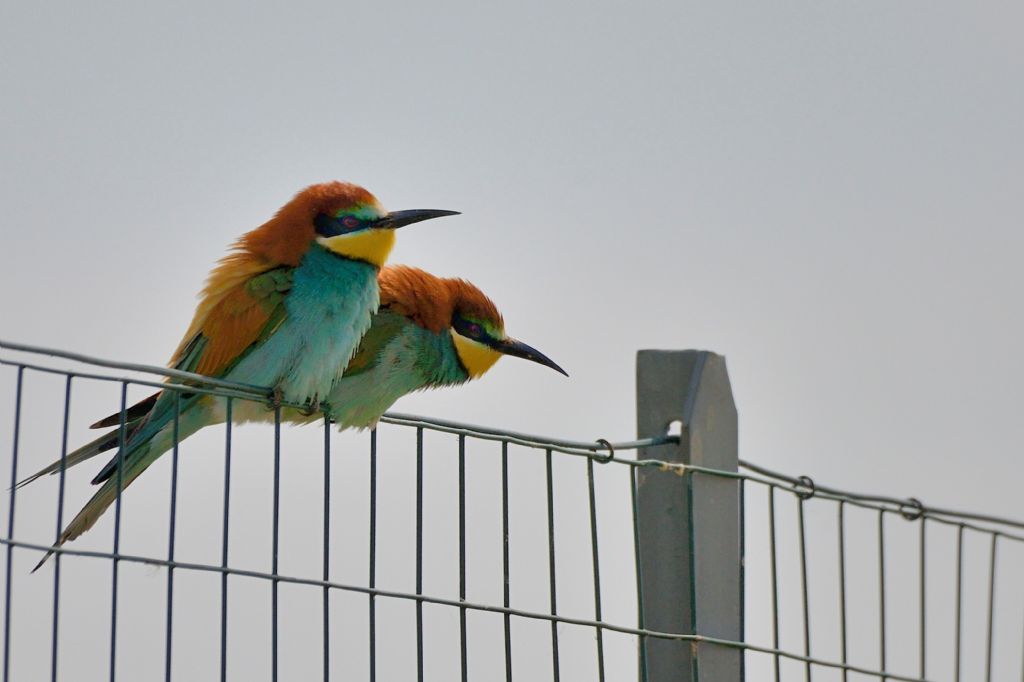 Gruccioni (Merops apiaster) sulla rete