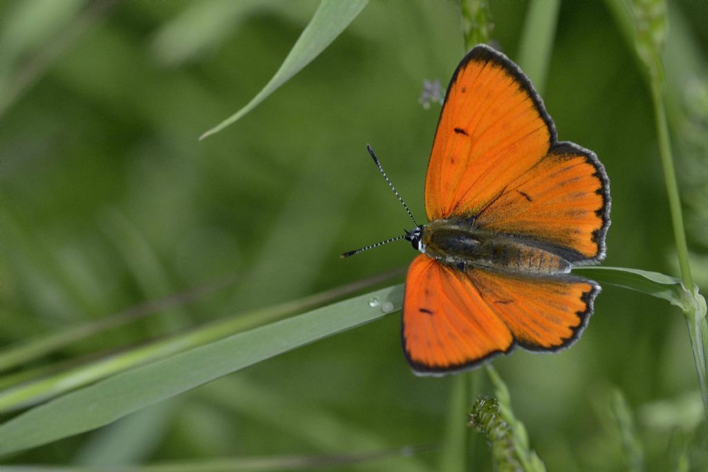 Lycaena dispar