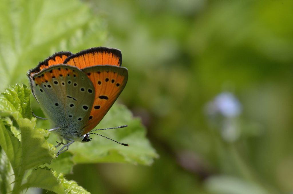 Lycaena dispar