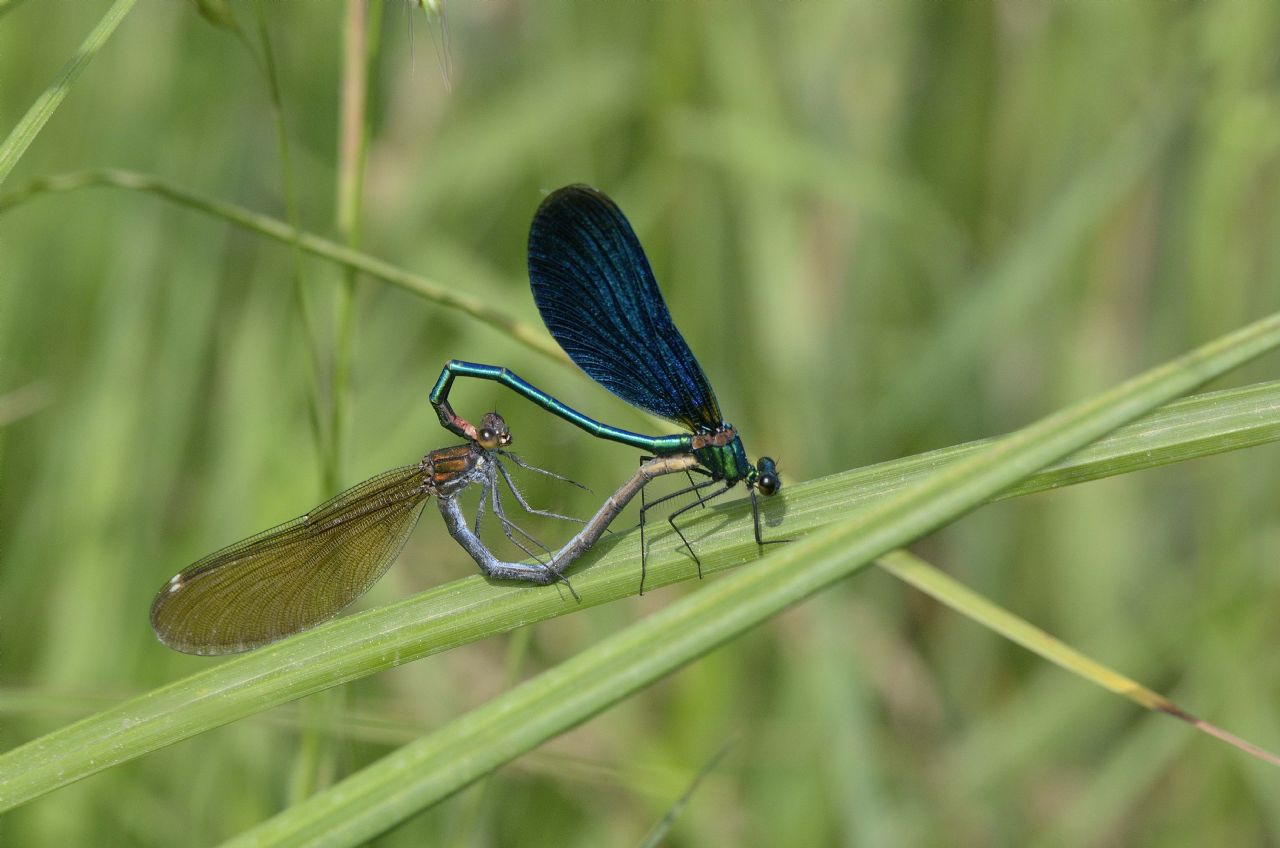 Accoppiamento di Calopteryx virgo