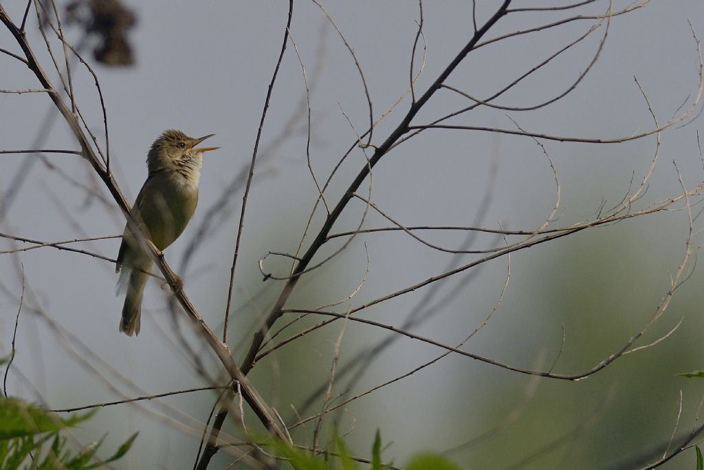 Cannaiola  Acrocephalus scirpaceus