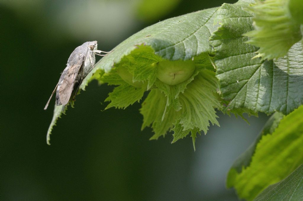 Macroglossum stellatarum : ovodeposizione