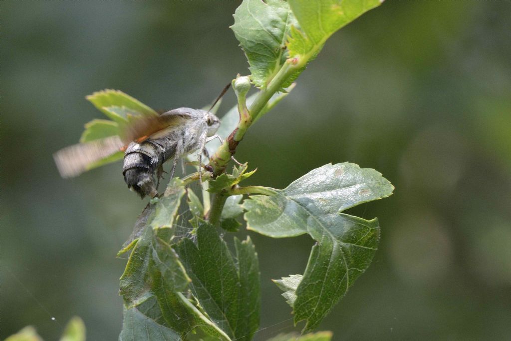 Macroglossum stellatarum : ovodeposizione