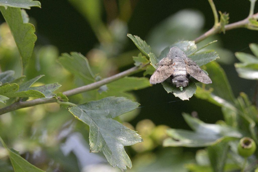 Macroglossum stellatarum : ovodeposizione