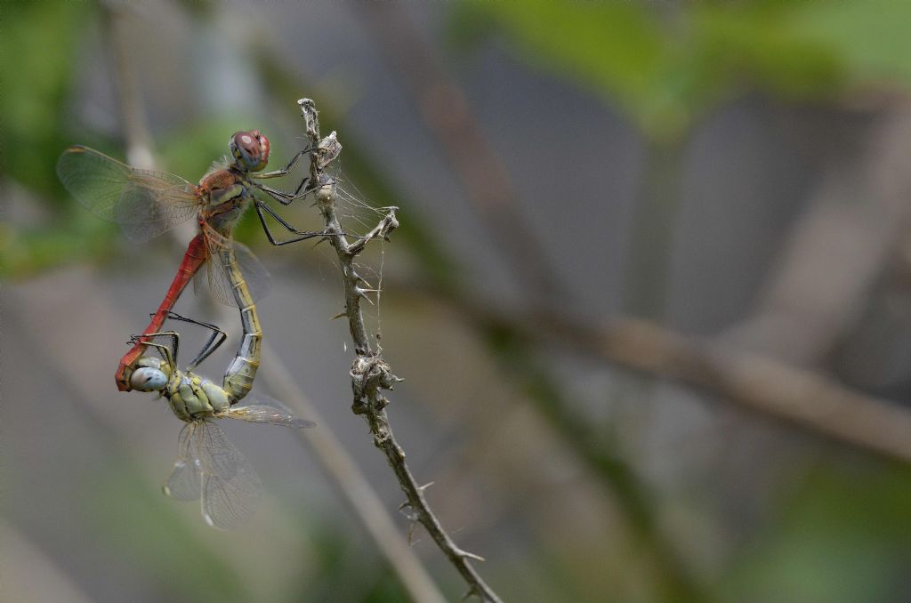 Accoppiamento di Sympetrum fonscolombi