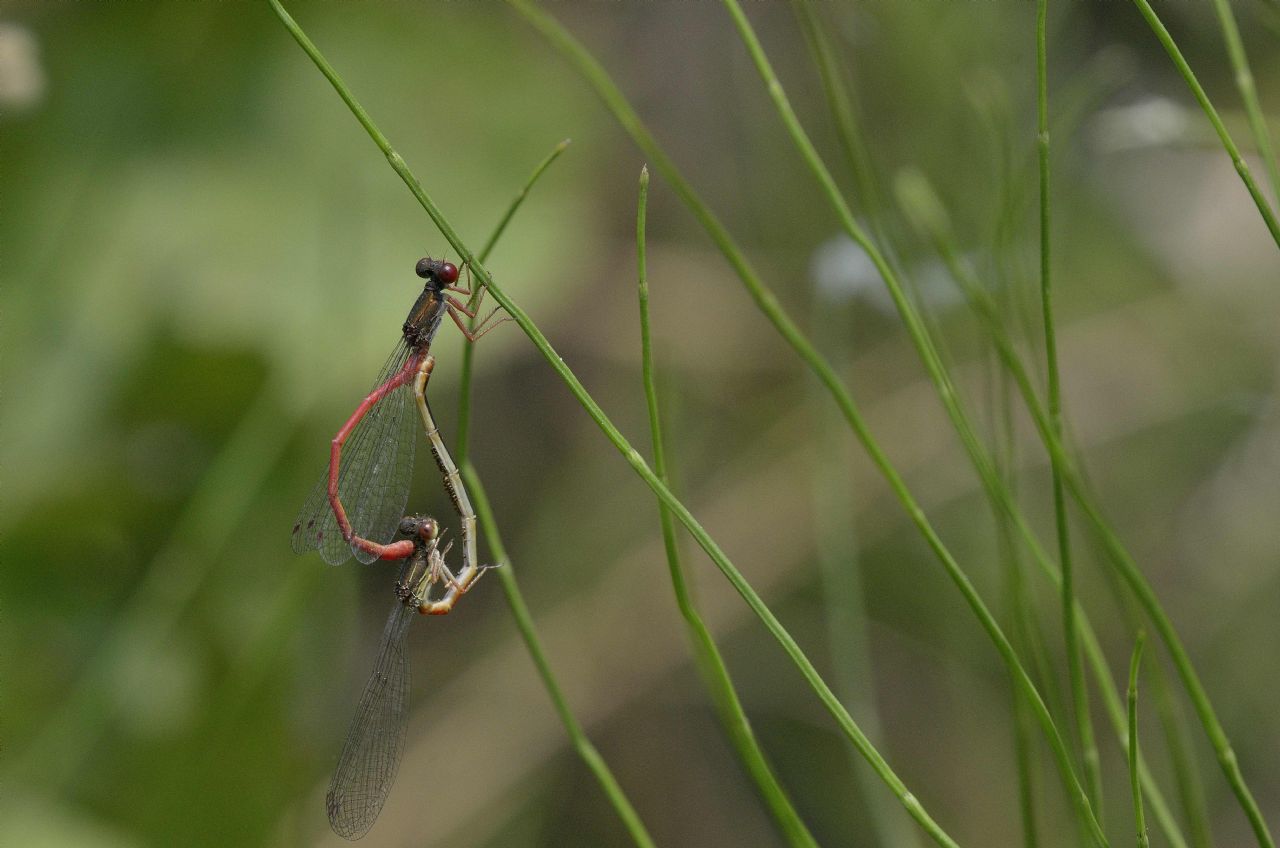 Accoppiamento di Ceriagrion tenellum