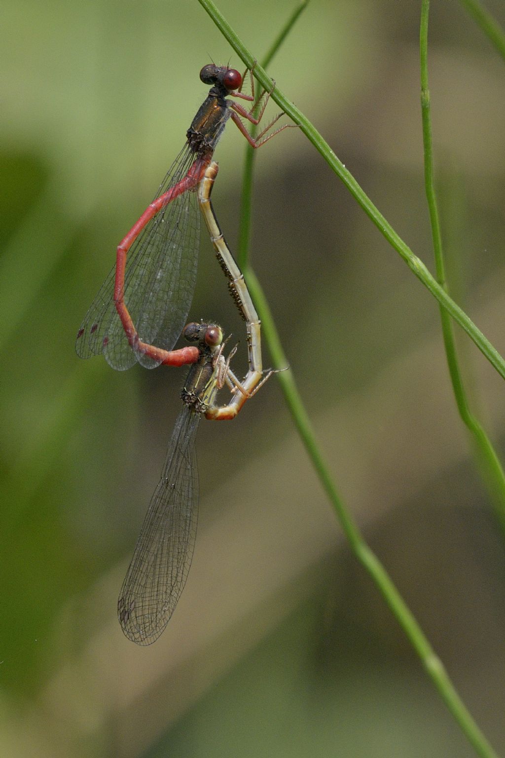 Accoppiamento di Ceriagrion tenellum