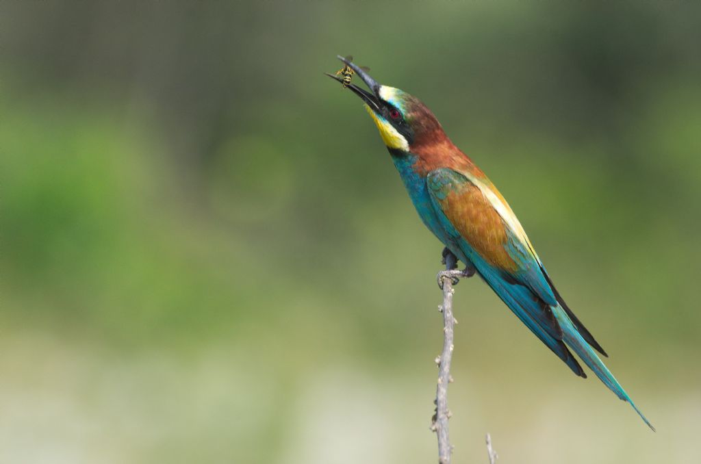 Gruccione (Merops apiaster)