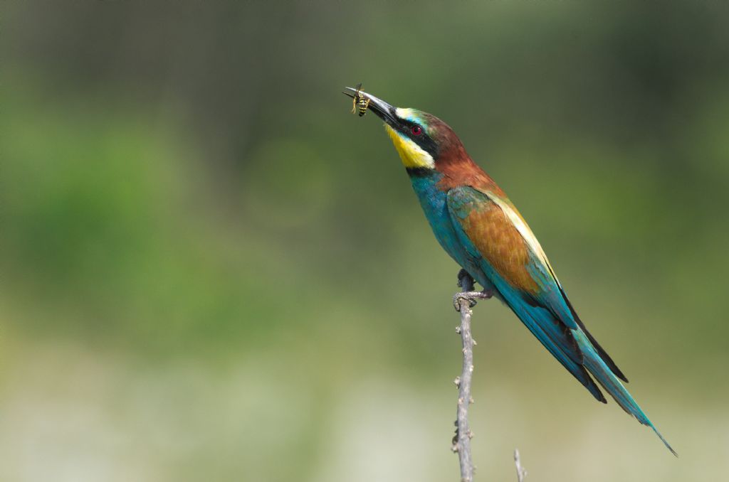 Gruccione (Merops apiaster)