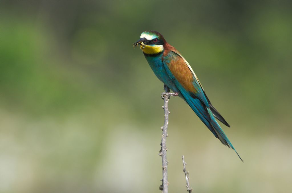 Gruccione (Merops apiaster)