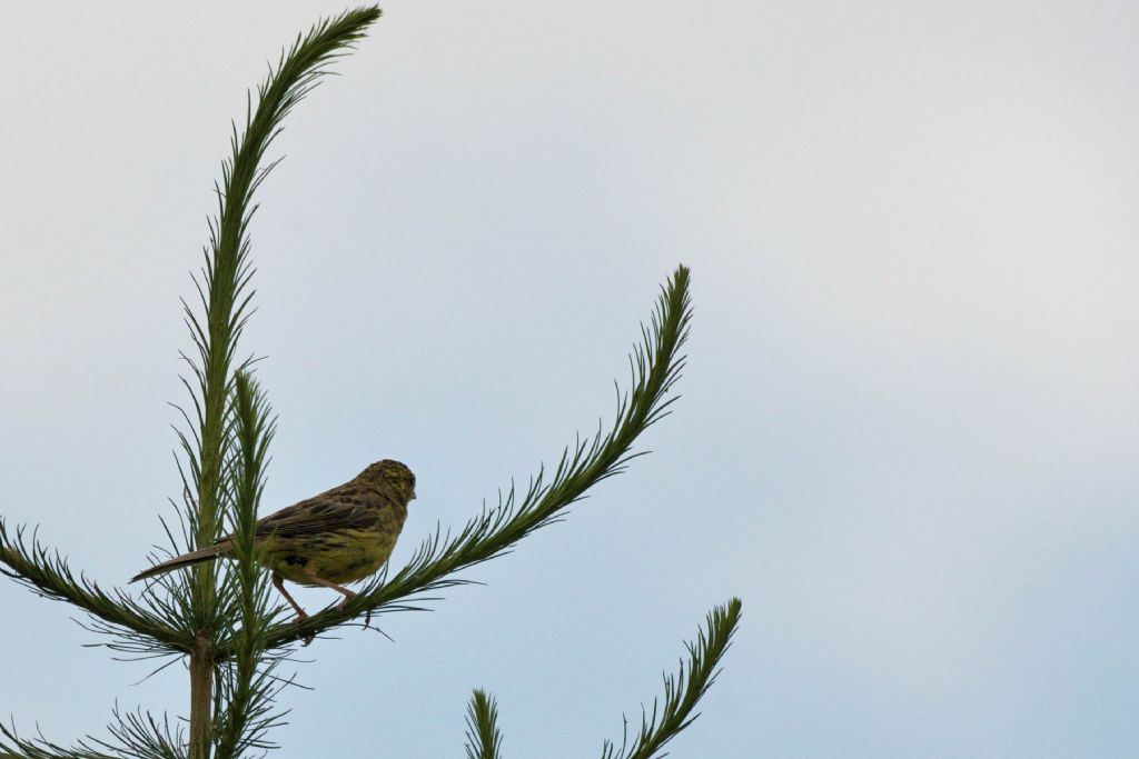 Zigolo giallo (Emberiza citrinella)