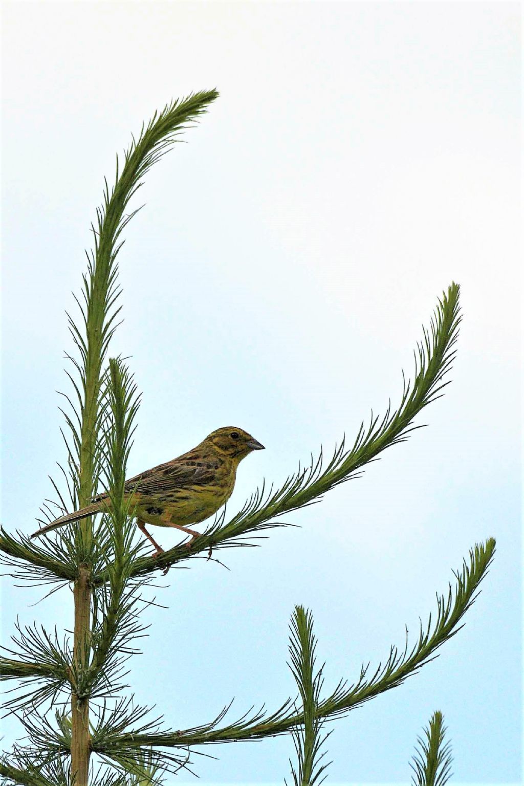 Zigolo giallo (Emberiza citrinella)