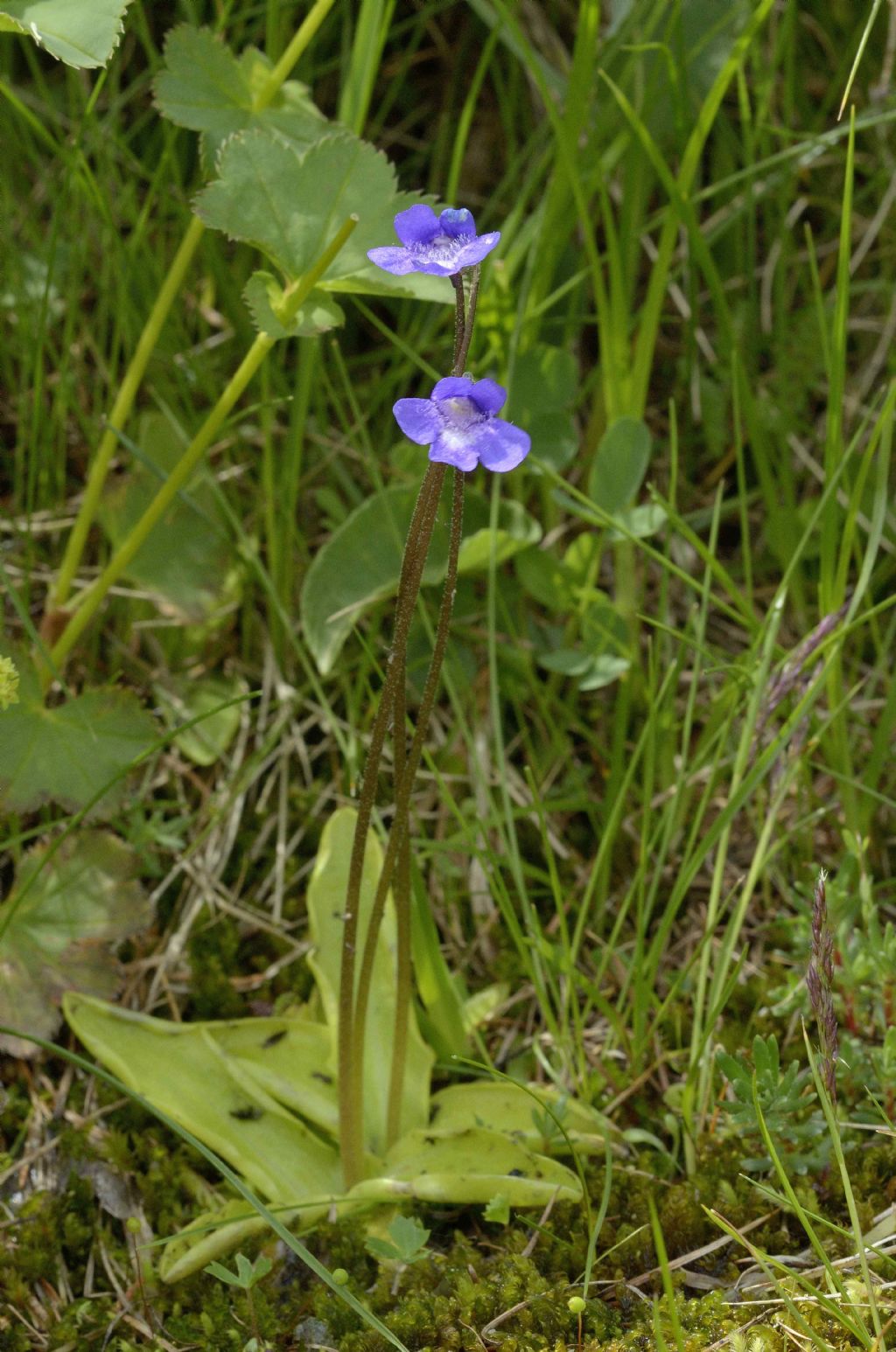 Pinguicula vulgaris