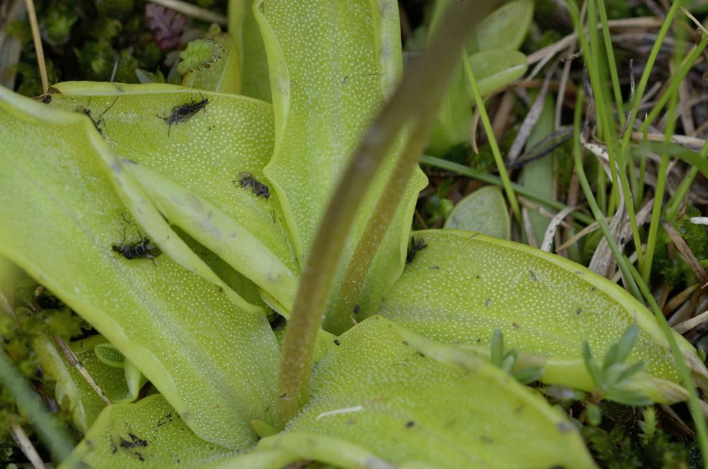 Pinguicula vulgaris