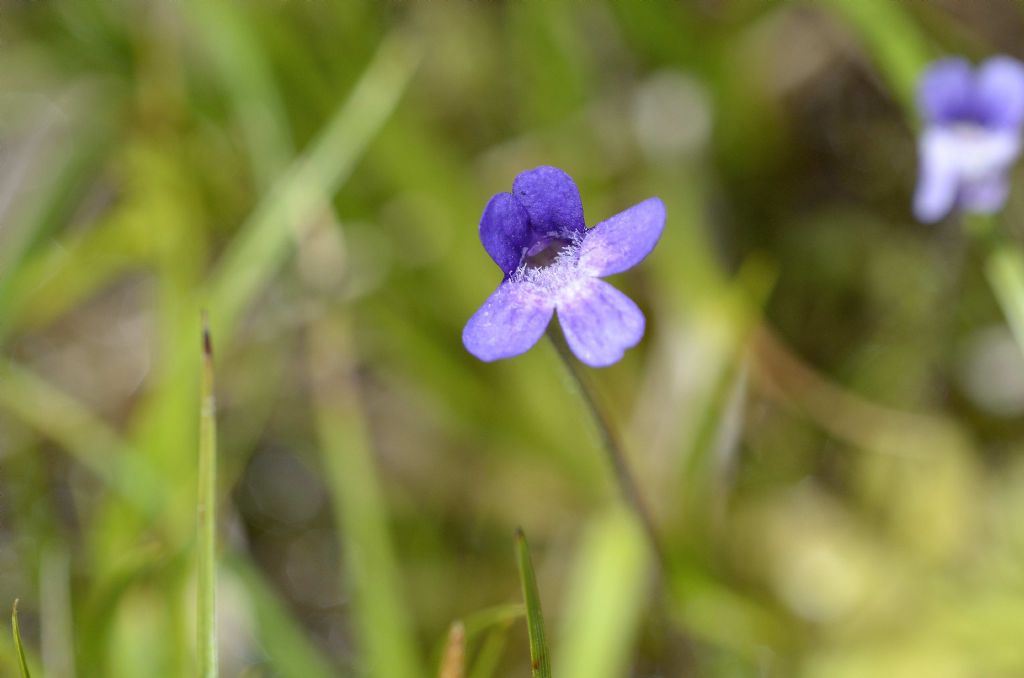 Pinguicula vulgaris