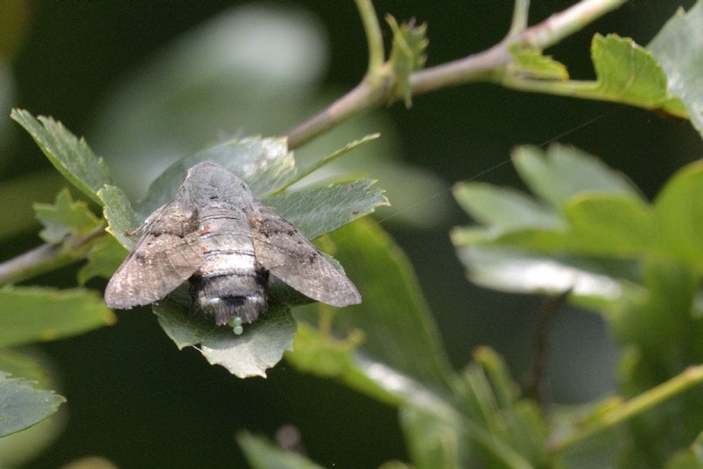 Macroglossum stellatarum : ovodeposizione