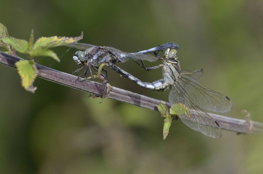 Accoppiamento di Orthetrum albistylum ?