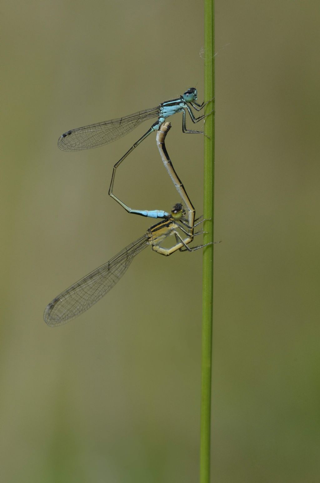 Ischnura elegans in accoppiamento