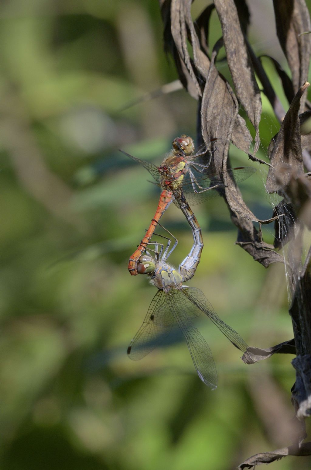 Sympetrum striolatum in  accoppiamento