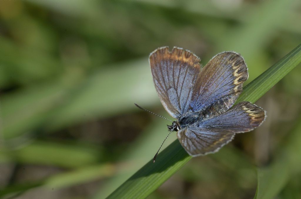 Lycaeides abetonicus, femmina