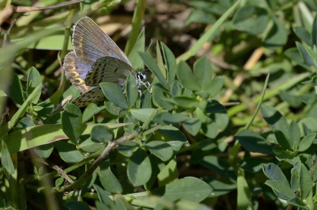 Lycaeides abetonicus, femmina