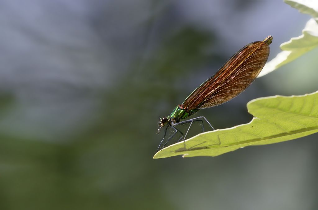 Calopteryx virgo femmina