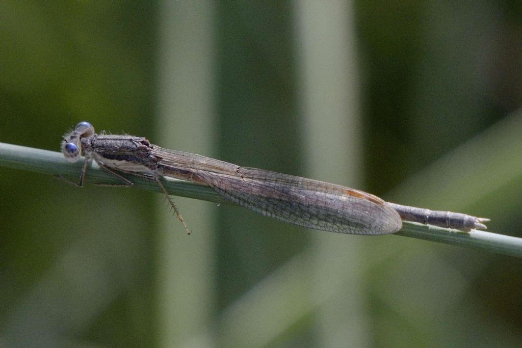 Ischnura elegans femm. immatura ?