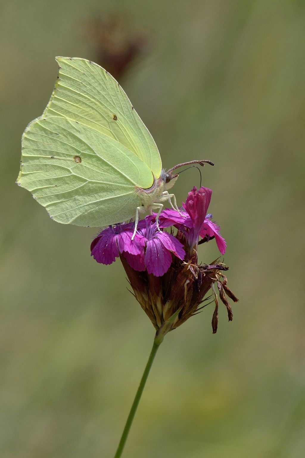 Gonepteryx  rhamni ? S !