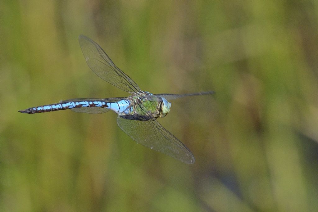 Anax imperator in volo