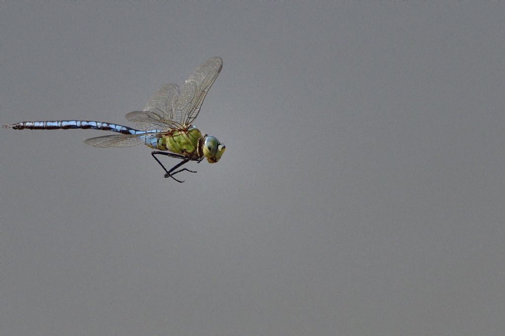 Anax imperator in volo