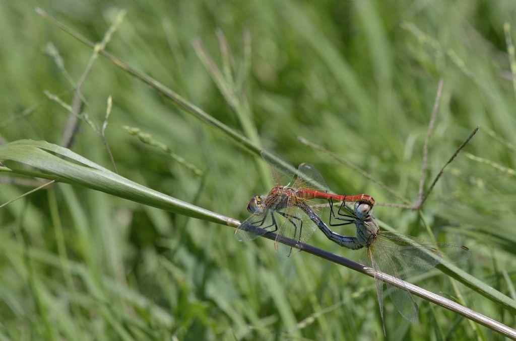 Accoppiamento di Sympetrum sanguineum ? no, di S. fonscolombii