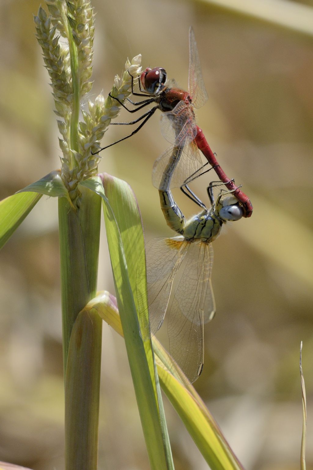 Accoppiamento di Sympetrum sanguineum ? no, di S. fonscolombii