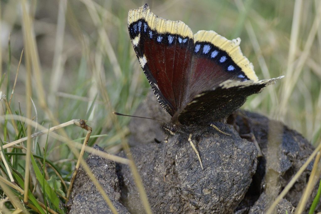 Nymphalis antiopa