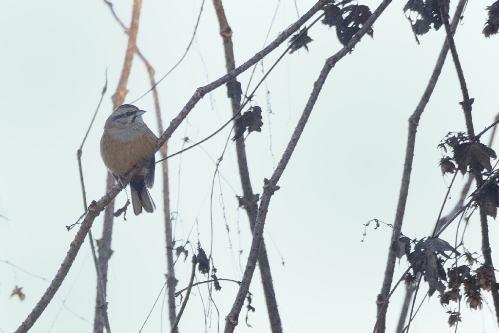 Zigolo muciatto (Emberiza cia)