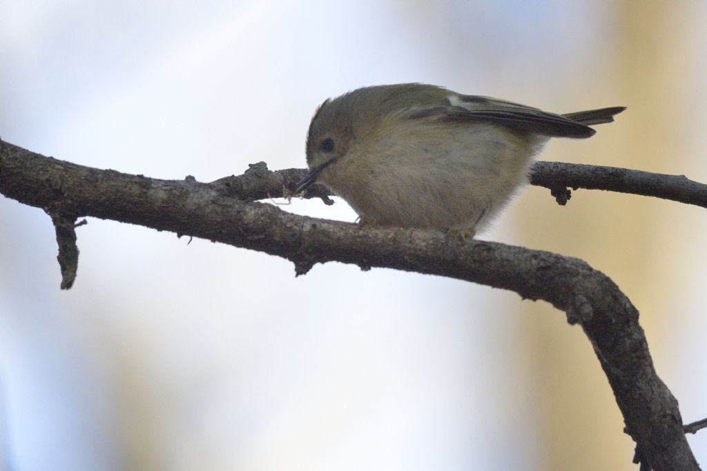 Regulus regulus maschio