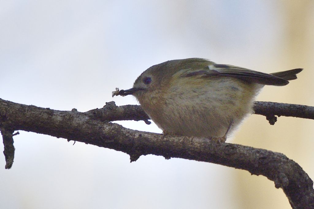 Regulus regulus maschio