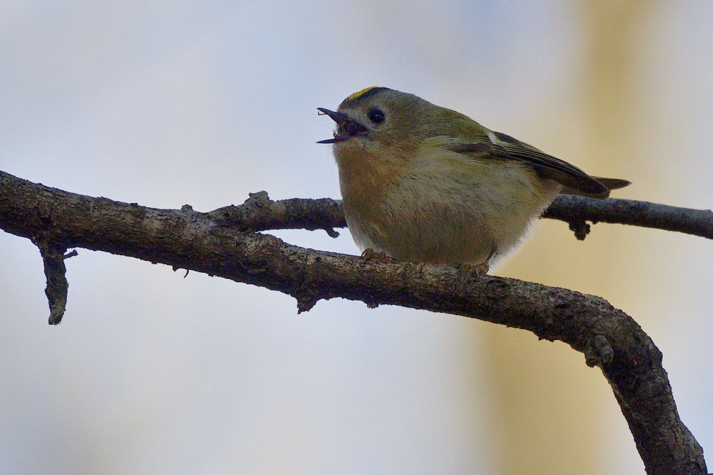 Regulus regulus maschio